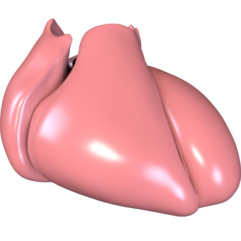 Anatomical heart model from the Human Reference Atlas